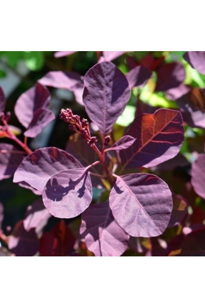 Cotinus Dusky Maiden купити